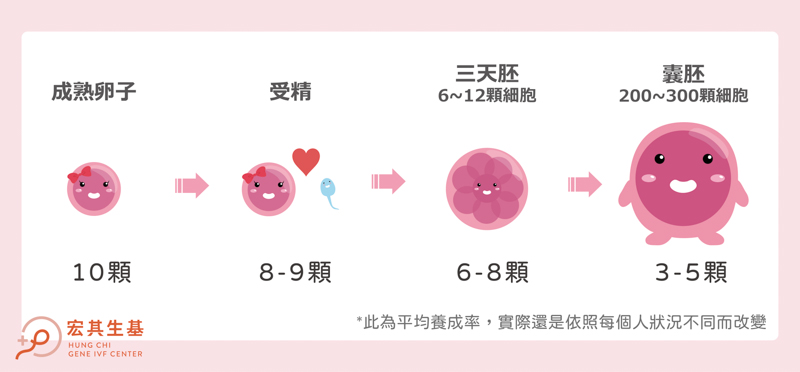 卵子成長之路_工作區域 1-2