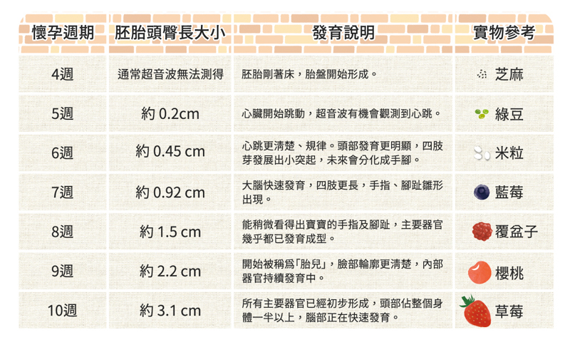 懷孕後的胚胎發育-02-2 懷孕後的胚胎發育-02-2