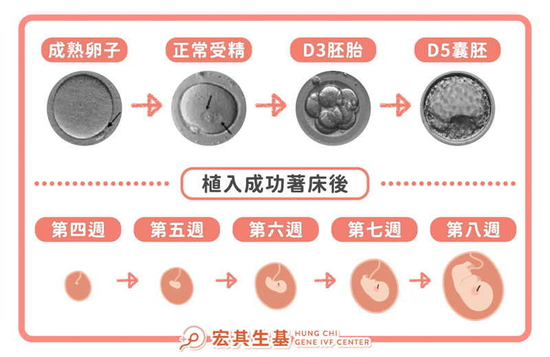 懷孕後的胚胎發育_工作區域 1 複本 3-2 懷孕後的胚胎發育_工作區域 1 複本 3-2