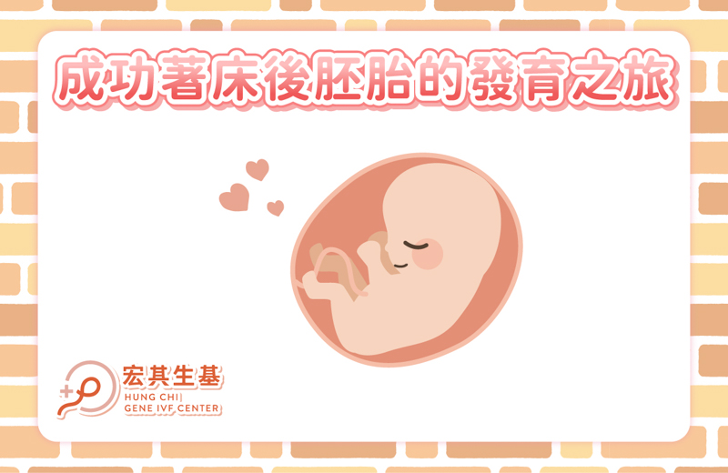 懷孕後的胚胎發育_工作區域 1-2 懷孕後的胚胎發育_工作區域 1-2