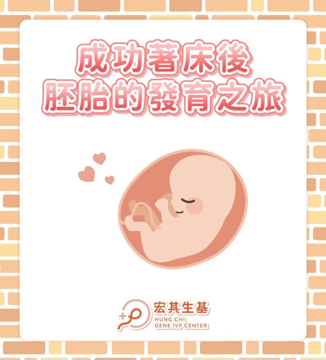 成功著床後胚胎的發育之旅